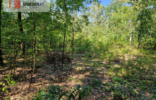 Działki w lesie blisko jeziora i plaży