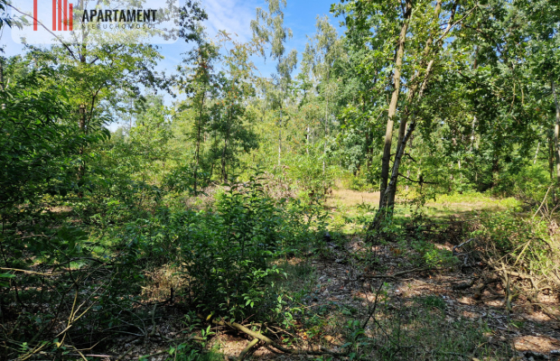 Działki w lesie blisko jeziora i plaży