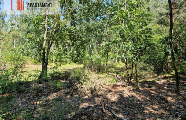 Działki w lesie blisko jeziora i plaży