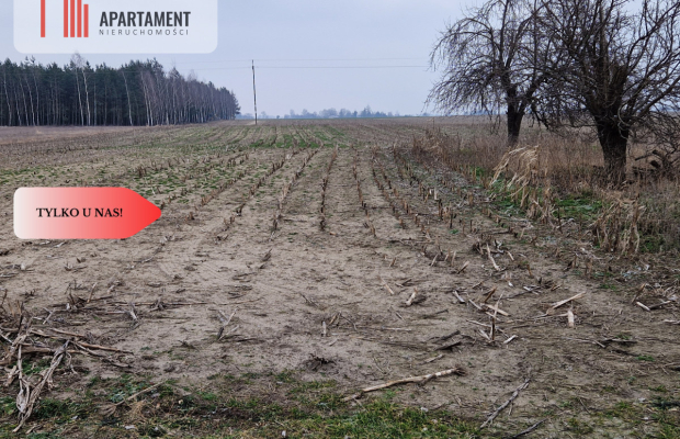 Działka budowlana blisko dużego lasu