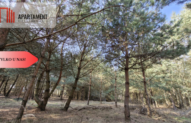 Bory Tucholskie – działka 1195 mkw pod budowę domu