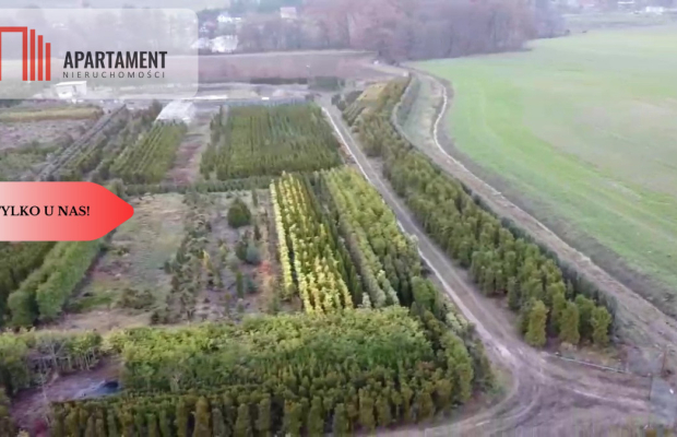 Duża działka 1,73 ha/szkółka drzew iglastych...