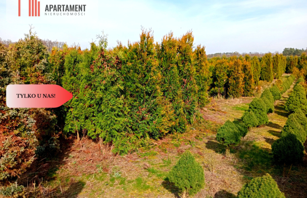 Duża działka 1,73 ha/szkółka drzew iglastych...