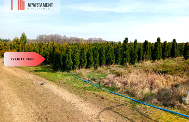 Duża działka 1,73 ha/szkółka drzew iglastych...