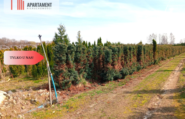 Duża działka 1,73 ha/szkółka drzew iglastych...