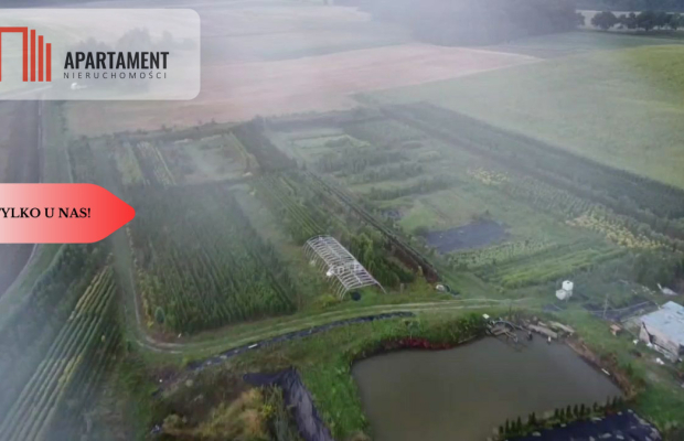 Duża działka 1,73 ha/szkółka drzew iglastych...