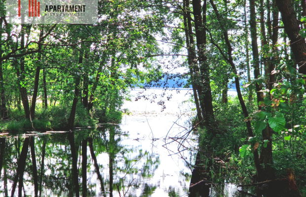 Działka z linią brzegową w Borach Tucholskich