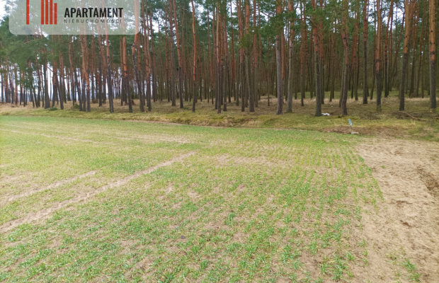 Piękna spokojna okolica ze ścianą lasu!!!