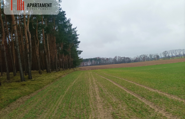 Piękna spokojna okolica ze ścianą lasu!!!
