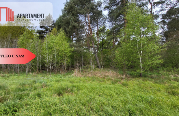 Łąki w Staniewicach,