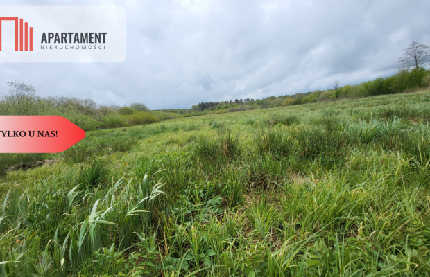 Łąki w Staniewicach,