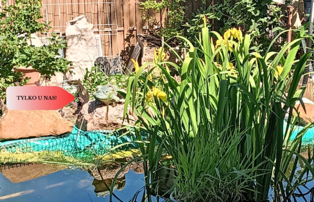 Działka rod, domek całoroczny., woda,  Bydgoszcz