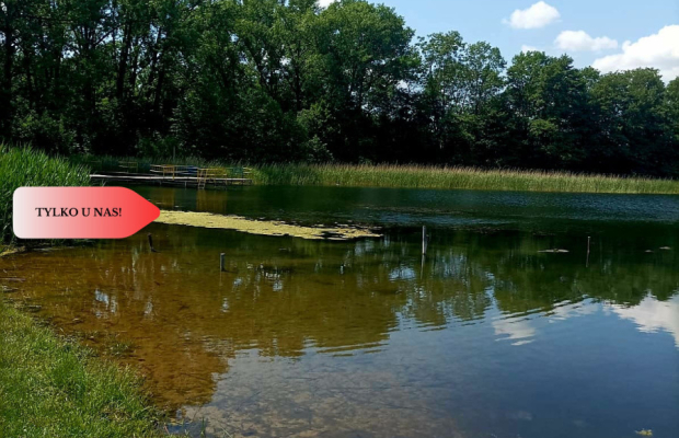 Sprzedaż praw do 2 działek ROD Łobżenica.