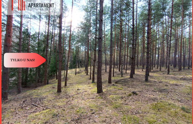 Tylko u nas! Las z brzozami, sosnami i stawem.