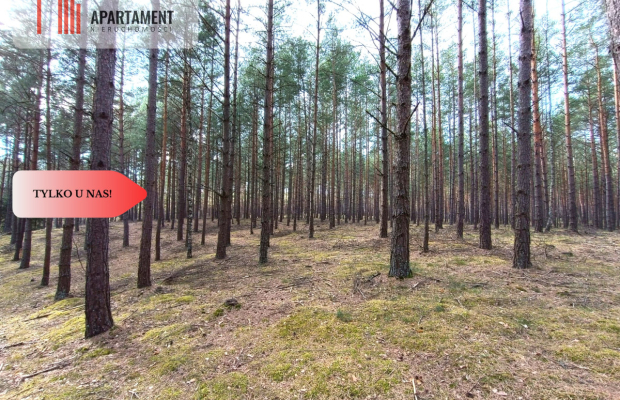 Tylko u nas! Las z brzozami, sosnami i stawem.