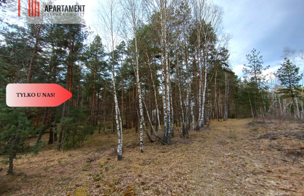 Tylko u nas! Las z brzozami, sosnami i stawem.