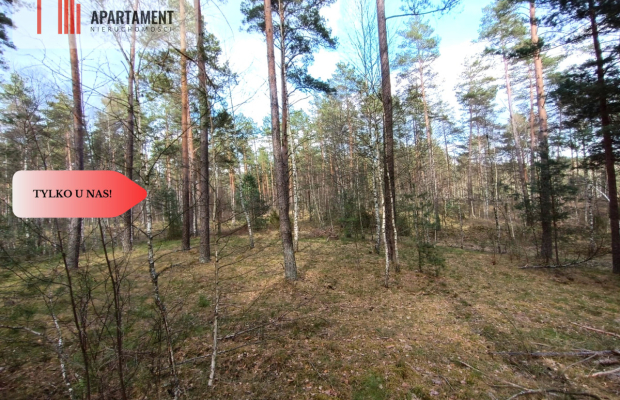 Tylko u nas! Las z brzozami, sosnami i stawem.