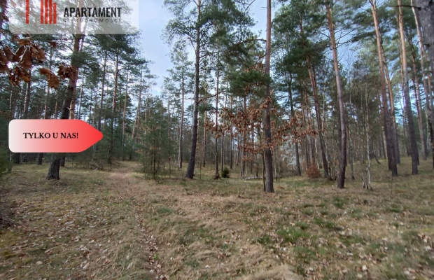 Tylko u nas! Las z brzozami, sosnami i stawem.
