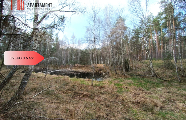 Tylko u nas! Las z brzozami, sosnami i stawem.