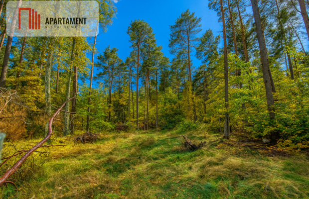 Objęta mpzp, w otoczeniu lasu.
