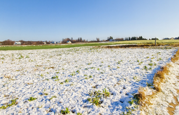 Działki w spokojnej i cichej okolicy.