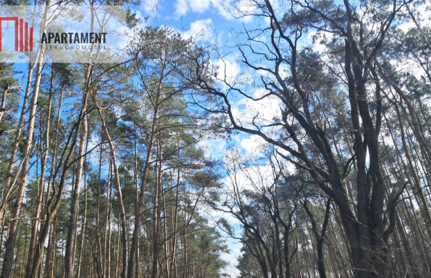 Działka budowlana 1317 m² w Międzylesiu – Media!!