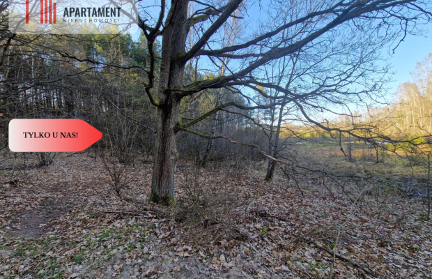 Działka siedliskowa 2 ha w Skorzewie