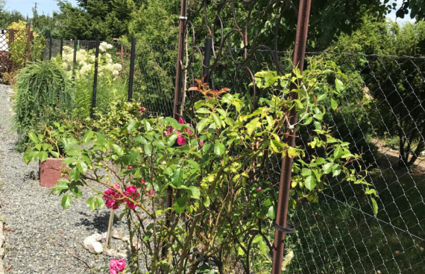 Działka ROD Jedność - świetne położenie