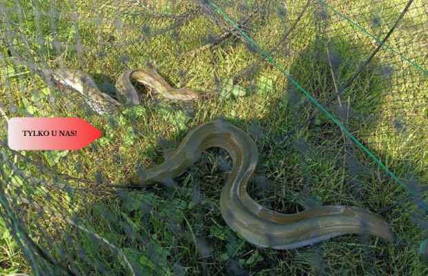 Działka siedliskowa– Gromoty, Mazury