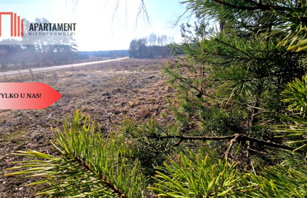 TYLKO U NAS! Działka budowlana z młodymi brzózkami