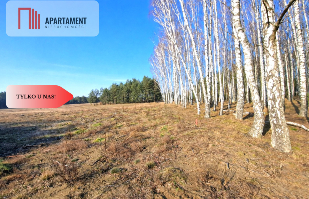 TYLKO U NAS! Działka budowlana z młodymi brzózkami