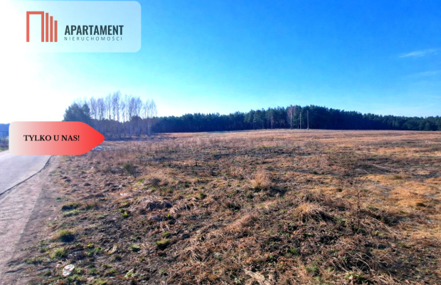 TYLKO U NAS! Działka budowlana z młodymi brzózkami