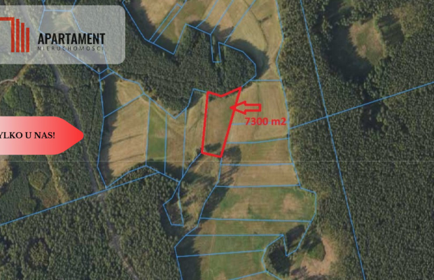 Polany w lesie! Bory Tucholskie! Głusza!