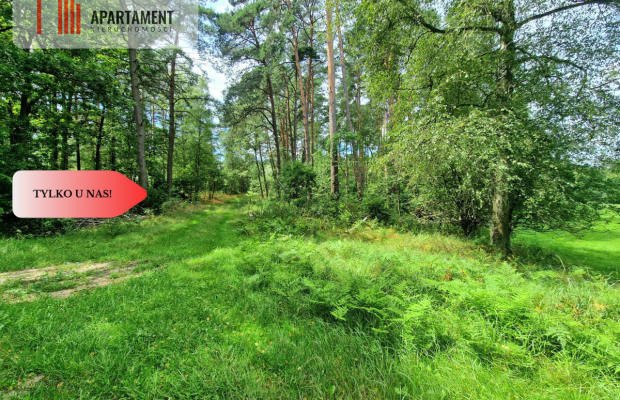 Polany w lesie! Bory Tucholskie! Głusza!