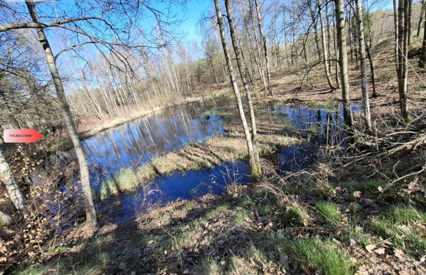 Działka 3 ha z lasem i stawem | WZ | Jeleńcz