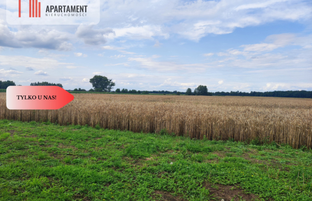 Działka rolna z dużą stodołą.