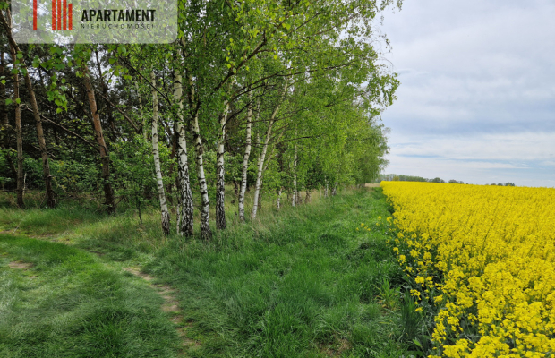 Działki z linią brzegową jeziora bez sąsiedztwa