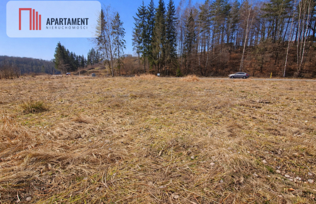 Nad jeziorem, przy lesie.