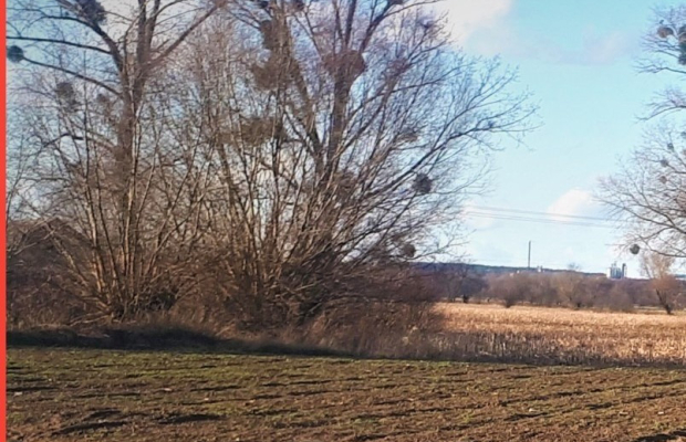 DUŻA działka 5 minut od Świecia, kwadrat !