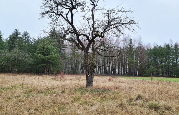 Działka 1900 m2. Pieńki