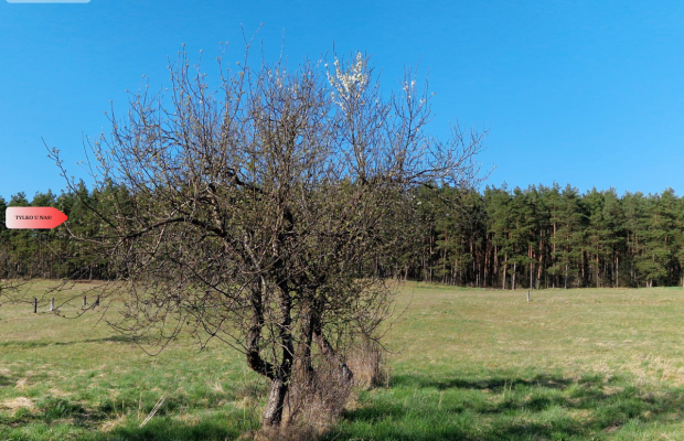 Siedlisko w Odrach z działką 12800 m2
