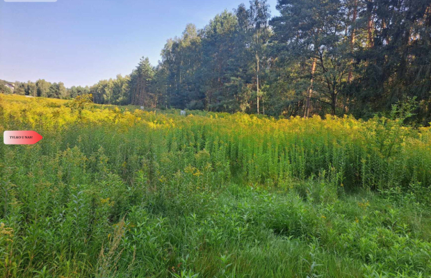 Działka 10 ar budowlana przy ścianie lasu!