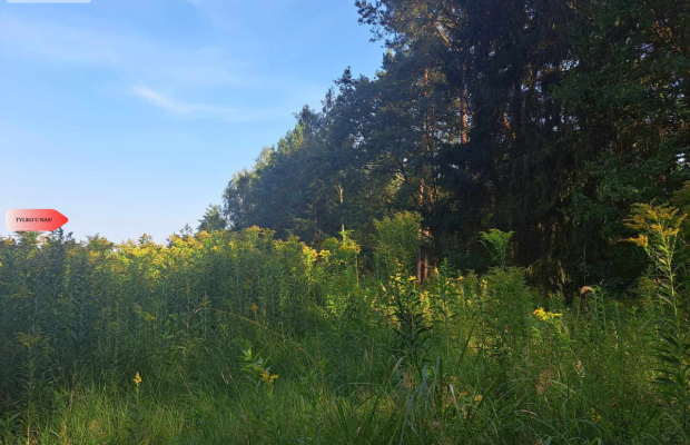 Działka 10 ar budowlana przy ścianie lasu!