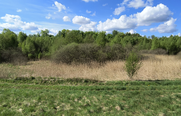 Działka 8000 m² na Kaszubach - Niedamowo