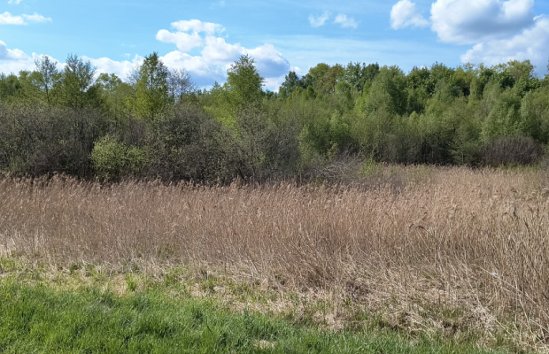 Działka 8000 m² na Kaszubach - Niedamowo