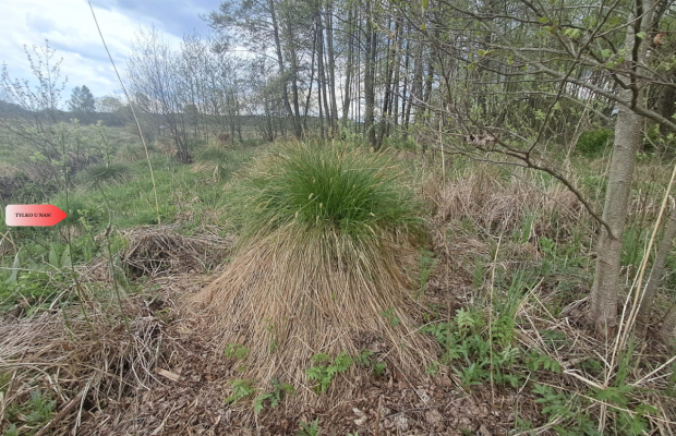 Działka 1,33 ha Nad rzeką WIERZYCA-LIPY-STRUGA!