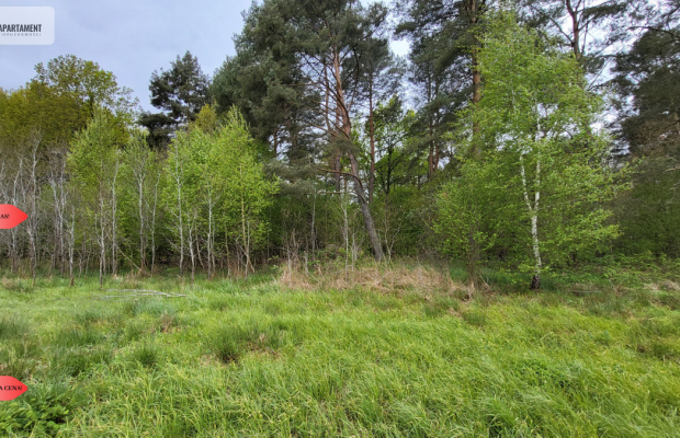 Łąki w Staniewicach,