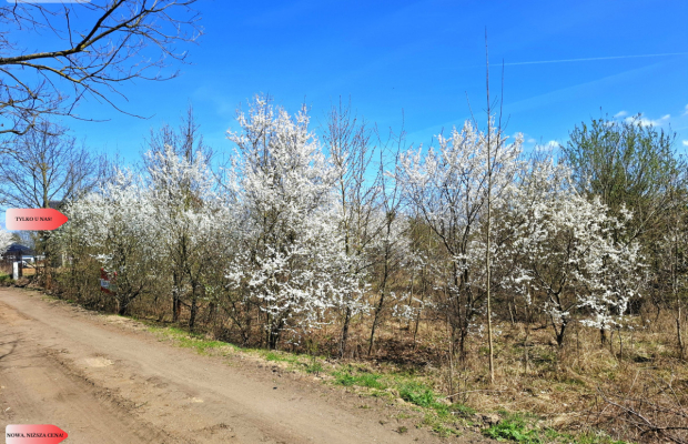 MORZEWIEC 3260m2, WYDANE WZ, CISZA, SPOKÓJ