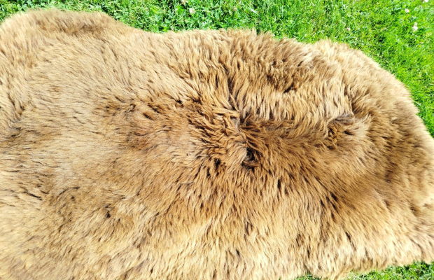 Skóra owcza holenderska
