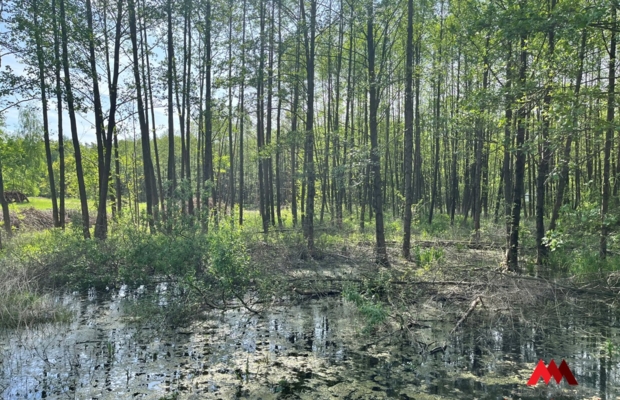 Działka Osiek /Szpetal Górny  pow: 2888 m2 